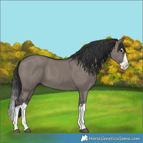 Horse Color:Grullo Splash 
