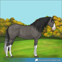 Horse Color:Grullo Splash