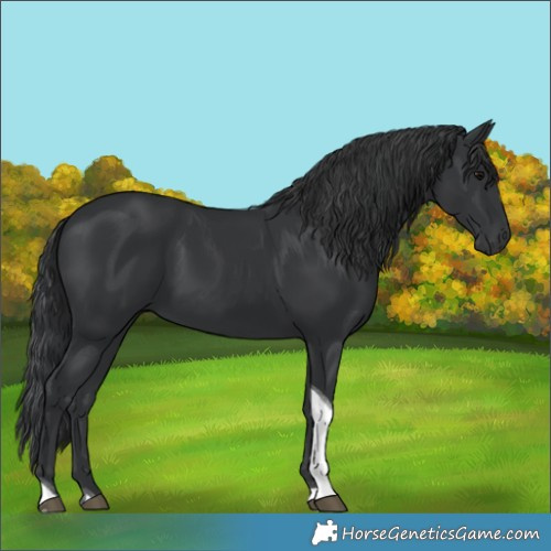 Horse Color:Black Tobiano 