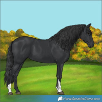 Horse Color:Black Tobiano 