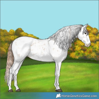 Horse Color:Chestnut Sabino 