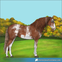 Horse Color:White Spotted Chestnut Frame 