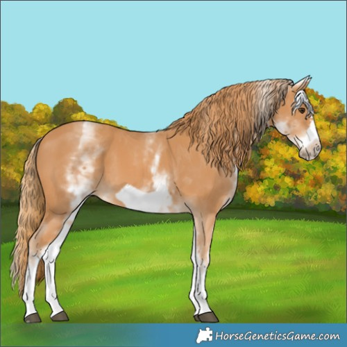Horse Color:White Spotted Chestnut Frame 