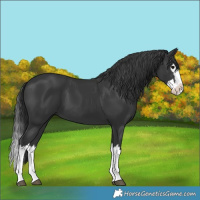 Horse Color:Black Splash