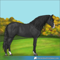 Horse Color:Black Splash