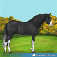 Horse Color:Black Splash