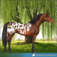 Horse Color:Bay Appaloosa