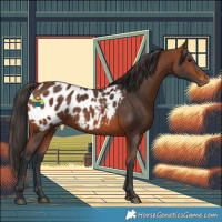 Horse Color:Bay Appaloosa 