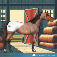 Horse Color:Bay Roan Appaloosa 