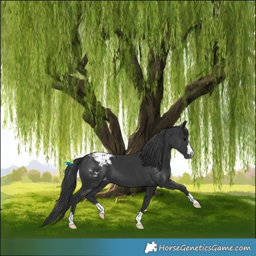 Horse Color:Black Appaloosa 
