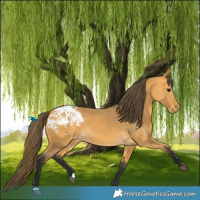 Horse Color:Buckskin Appaloosa