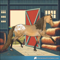 Horse Color:Buckskin Appaloosa 