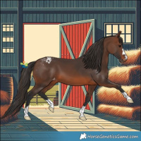 Horse Color:Brown Appaloosa 