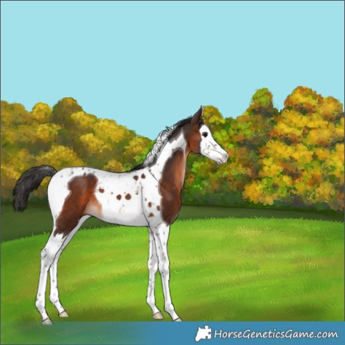 Horse Color:Brown Splash Tobiano 