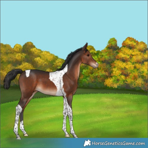 Horse Color:Brown Tobiano 