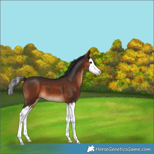 Horse Color:Brown Splash 