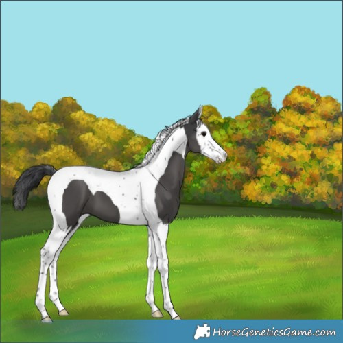 Horse Color:Black Splash Tobiano 