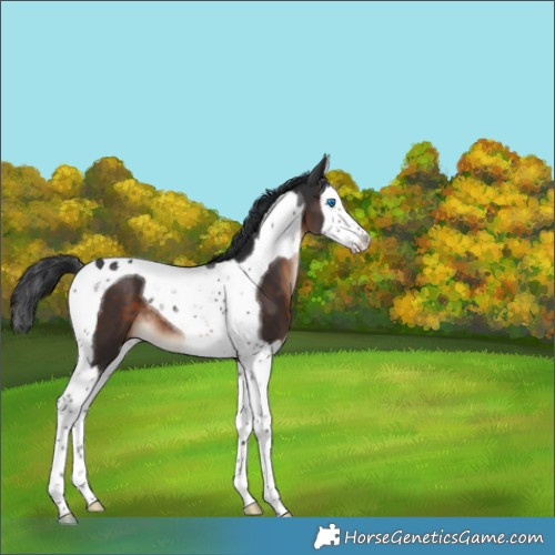 Horse Color:Brown Splash Tobiano 