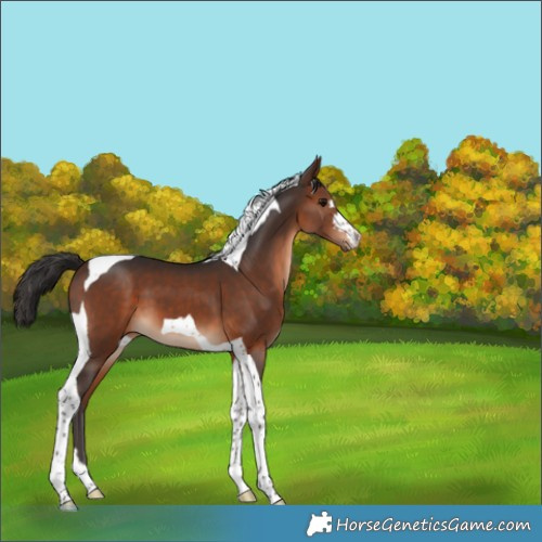 Horse Color:Brown Tobiano