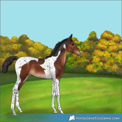 Horse Color:Brown Tobiano 
