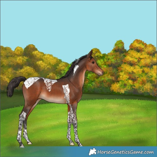 Horse Color:Brown Tobiano 