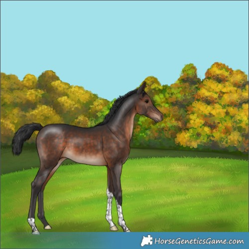 Horse Color:Brown Tobiano 
