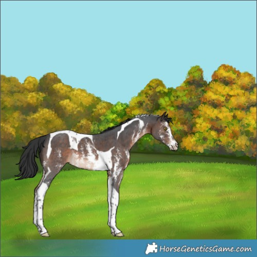Horse Color:Brown Sabino Tobiano 
