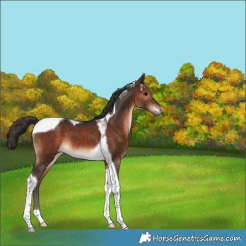 Horse Color:Bay Tobiano 