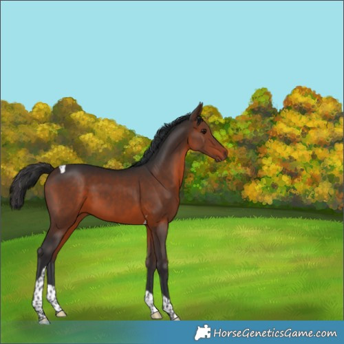Horse Color:Brown Tobiano 