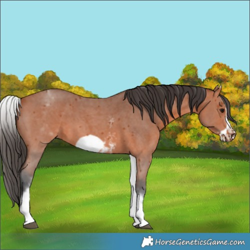Horse Color:White Spotted Bay Sabino Frame