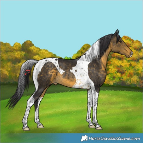 Horse Color:Buckskin Tobiano 