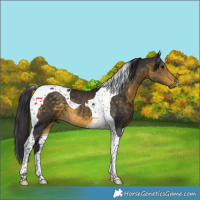 Horse Color:Buckskin Tobiano 