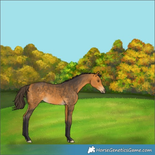Horse Color:Buckskin Rabicano 