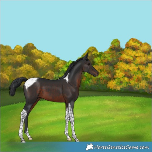Horse Color:Brown Tobiano 