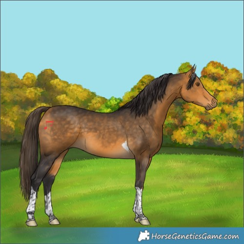 Horse Color:Buckskin Tobiano 