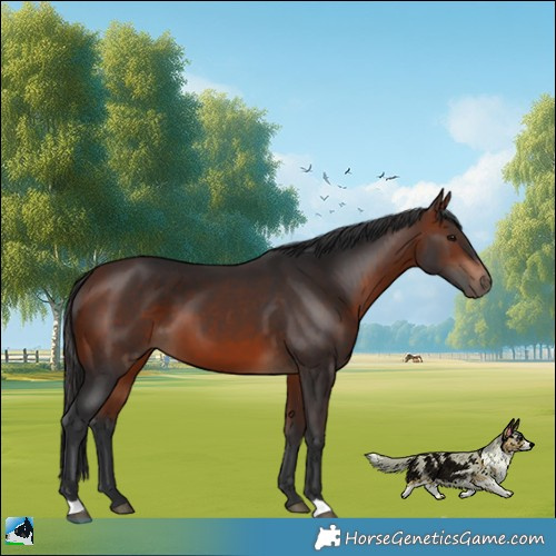 Horse Color:Bay 