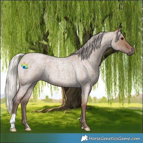 Horse Color:Silver Grullo Roan