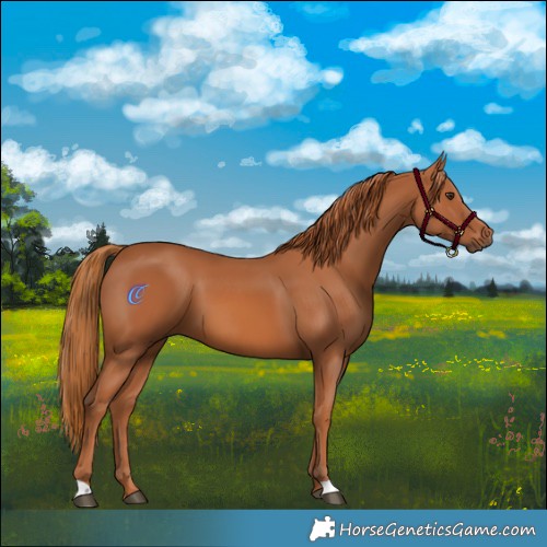 Horse Color:Chestnut 