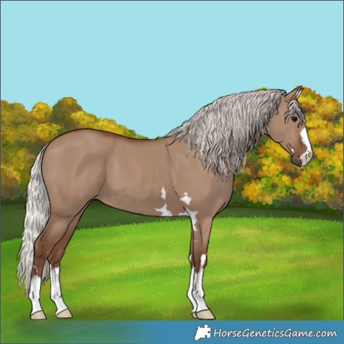 Horse Color:Silver Grullo