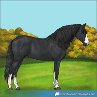 Horse Color:Black 