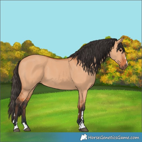 Horse Color:Bay Dun 
