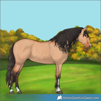Horse Color:Bay Dun