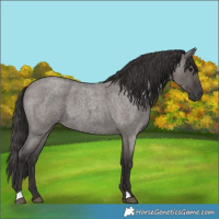 Horse Color:Smoky Grullo Roan 