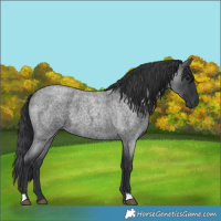 Horse Color:Blue Roan