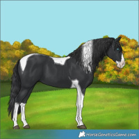 Horse Color:Black Splash Tobiano 