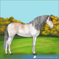 Horse Color:White Spotted Bay 