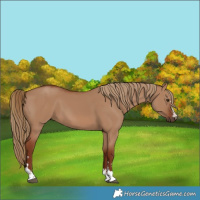 Horse Color:Red Dun 