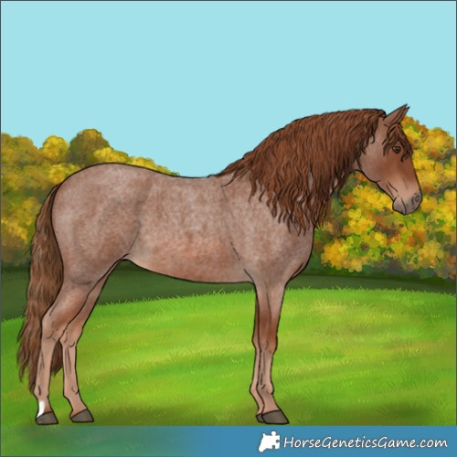 Horse Color:Red Roan 