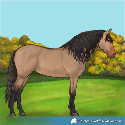 Horse Color:Bay Dun 