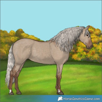Horse Color:Silver Grullo 